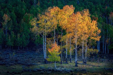 ~ Aspen Island - Aspens in Fall ~ | Landscape photography, Aspen trees, Aspen