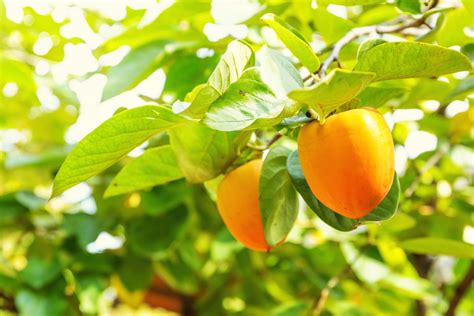 The 5 Best Types of Lemon Trees - ProGardenTips