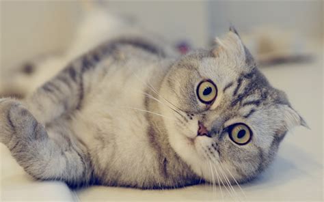 Download wallpapers Scottish Fold Cat, 4k, close-up, gray cat, pets, domestic cat, cats, cute ...