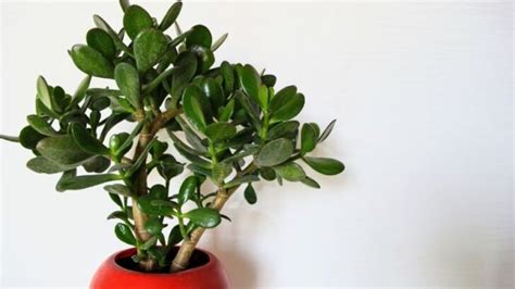 Growing Your Jade: A Step-by-Step Jade Plant Propagation Guide - The Practical Planter