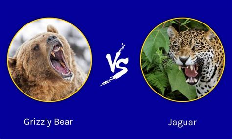 Epic Battles: Grizzly Bear vs. Jaguar