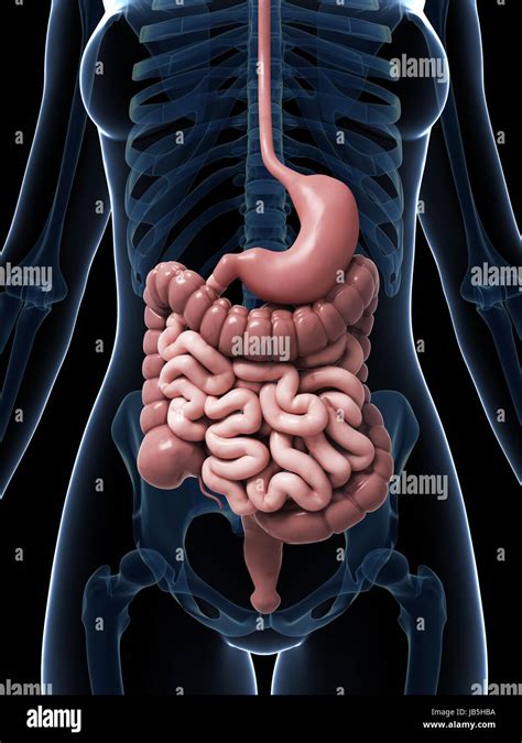Ilustración 3D prestados de la hembra del sistema digestivo Fotografía de stock - Alamy