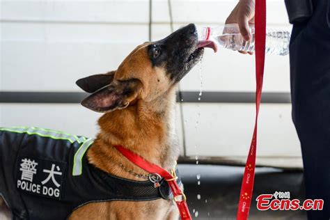 Police dogs wear cooling vests to beat summer heat in Chongqing_手机新浪网