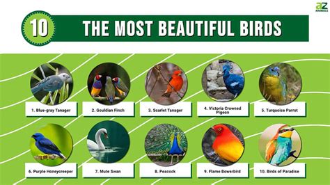 10 Most Beautiful Birds In The World – Animal Zone