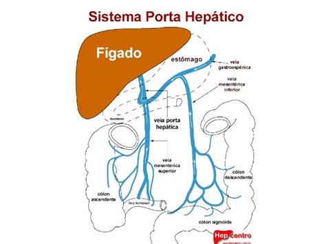 Anatomia de la vena porta