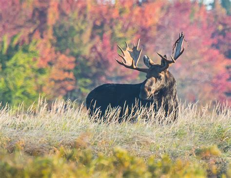 States scaled by moose population | Mount Katahdin