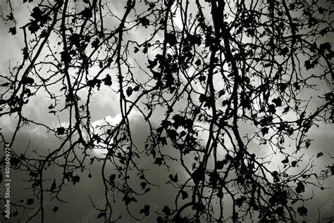 Leafless tree blanches in black and white. Dramatic forest background. Stock Photo | Adobe Stock