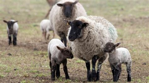 Schmallenberg sheep disease imminent, experts warn | ITV News Wales