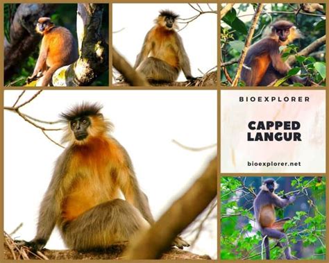 Capped Langur Characteristics | Trachypithecus Pileatus Diet & Facts