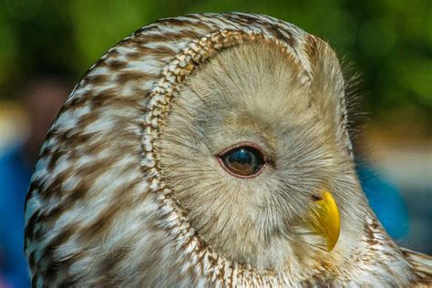 Ural Owl | Shutterbug