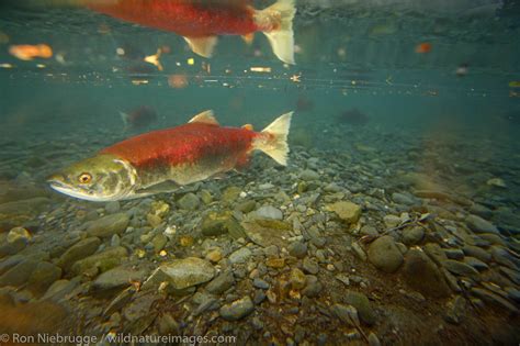 Red Salmon | Photos by Ron Niebrugge