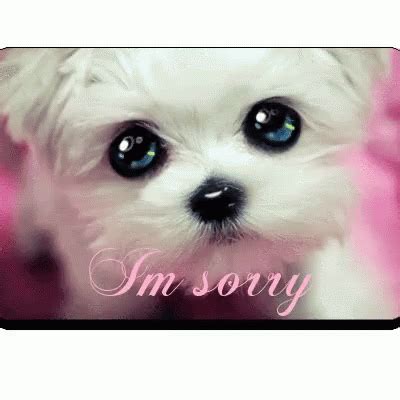 Sorry Im Sorry GIF - Sorry ImSorry PuppyDogEyes - Discover & Share GIFs