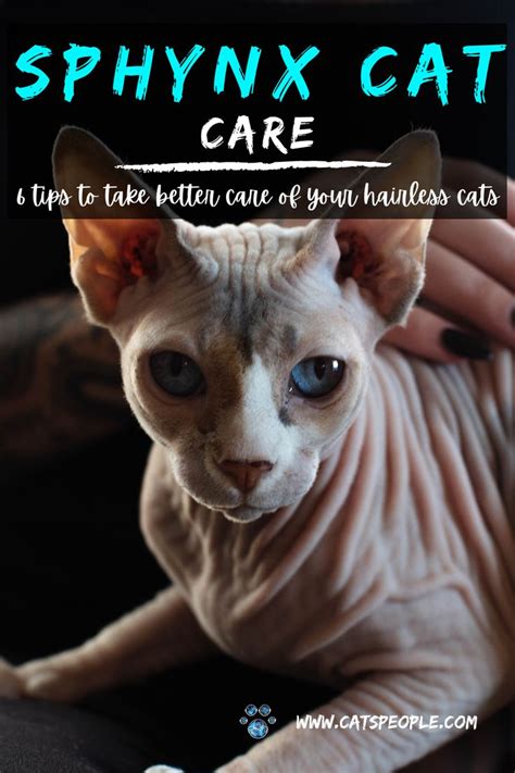 6 Sphynx Cat Care Tips | Cat care, Sphynx cat, Hairless cat