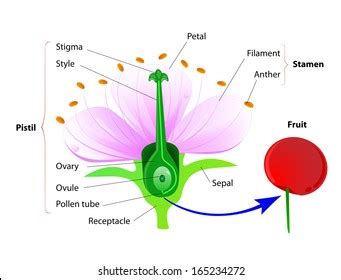 Anatomy Cherry Flower Flower Fruit Vector Stock Vector (Royalty Free ...