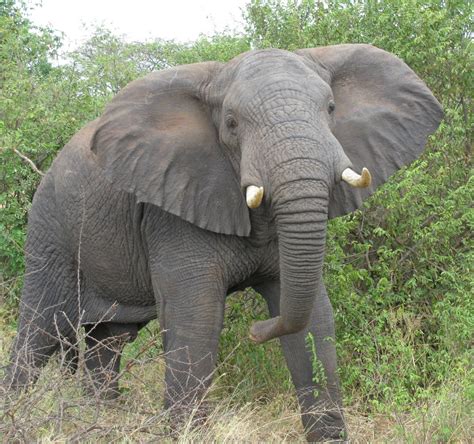 Animals Research: The Sacred Oriental Elephant of East Asia