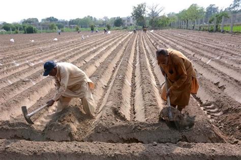 Govt for enhancing kharif crop production - Newspaper - DAWN.COM