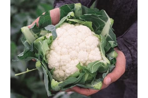 17 Cauliflower Varieties Perfect for 2021 - Growing Produce