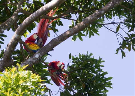 Macaws mating high in a tree - Marjorie Melnick