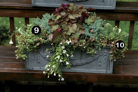 10 Plants for Year-round Containers - FineGardening