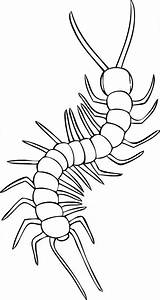 Millipede coloring page  Animals Town color Sheet sketch template