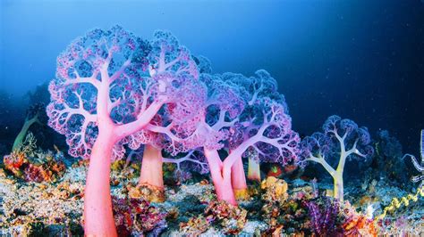 How Deep-Sea Coral Reefs Protect Marine Biodiversity | LIVEKINDLY