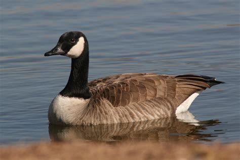 The Canada Goose | A Wild Bird | The Wildlife