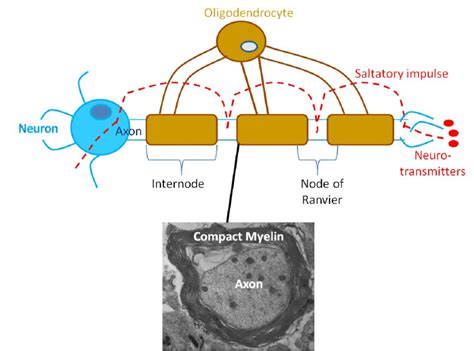 1: Myelin allows rapid saltatory conduction. Oligodendrocytes extend ...