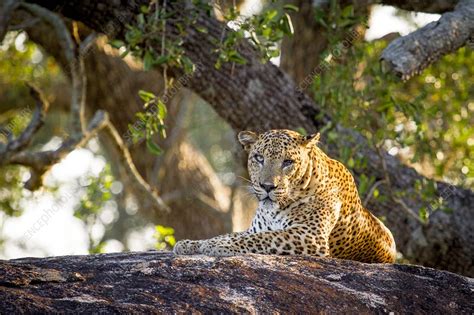 Leopard resting, Sri Lanka - Stock Image - C038/8261 - Science Photo Library