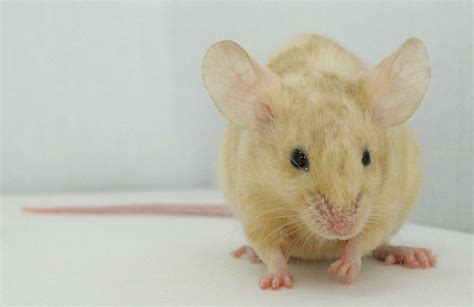 Fancy Mice Breeders • View topic - Recessive Yellow X-Brindle Doe