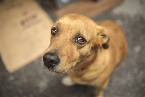 Mandadero muere dejando a su perro aullando de la tristeza