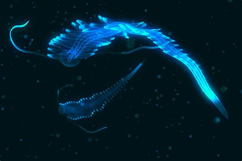 🔥 Tomopteris (bioluminescent deep-sea worms) : r/NatureIsFuckingLit