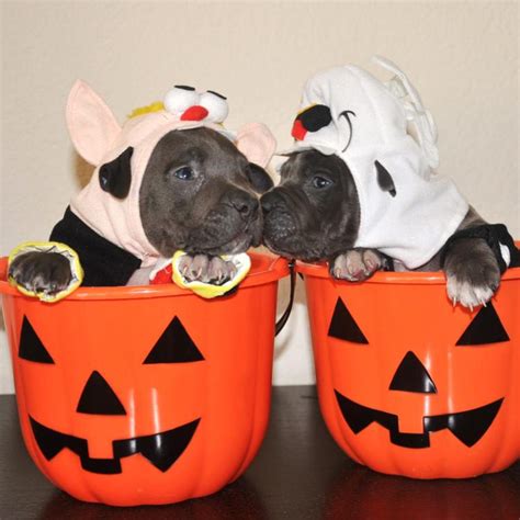 45 Pitbulls in Halloween Costumes (including mine)