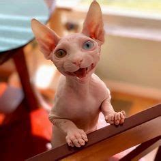 Pin by Invisible Cloack on Oh my Cat | Sphynx kittens for sale, Cute ...