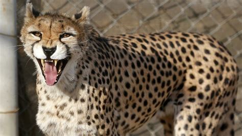 Rare birth of Asiatic cheetah cubs in Iran