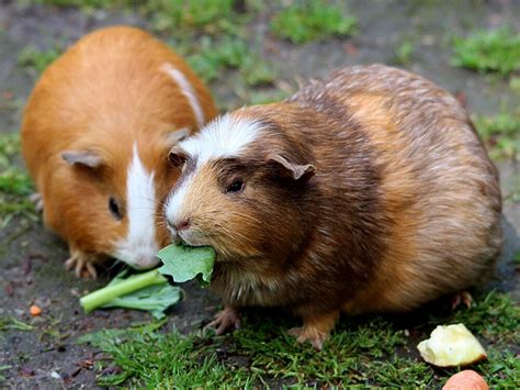 What Can Guinea Pigs Eat? 11 Best Vegetables to Feed|UK Pets