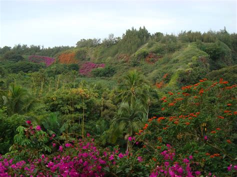 National Tropical Botanical Gardens, Kauai | Botanical gardens, Plants ...