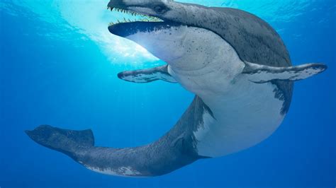 Prehistoric Whales: Know all about this incredible cetacean