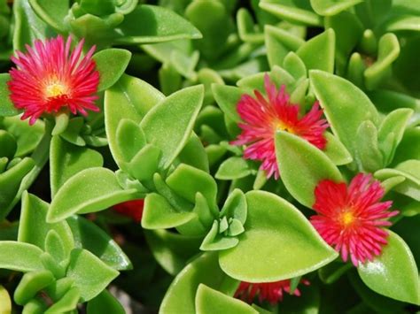 Dorotheanthus - Ice Plant | Candy Apple Red | Bloomfield Garden Center