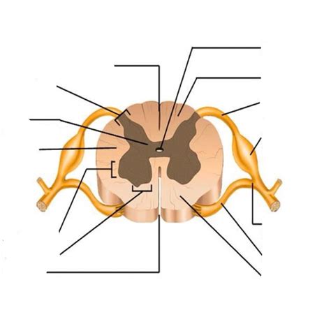 Spinal Cord Cross Section Pt. 1 Diagram | Quizlet