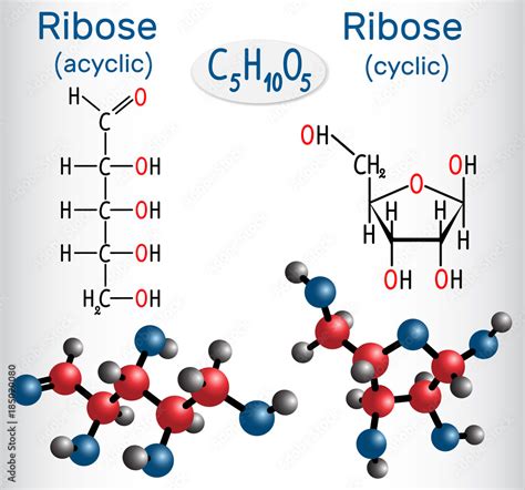 Naklejka linear form (acyclic) of ribose and ribose (cyclic form) molecules, they are ...