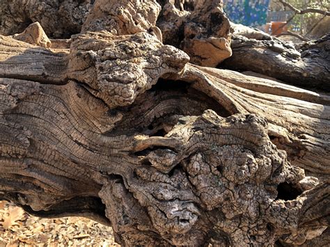 20 01 27_Red Mulberry Close-up Bark - Lewis Ginter Botanical Garden