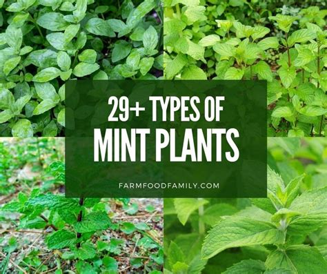 29+ Different Types Of Mint Plants With Pictures (Identification Guide)