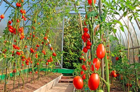 Liming soil for tomatoes, when and for what: how to hold correctly, the rate of application in ...