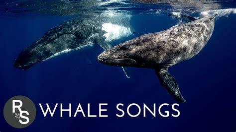 2 Hours of Whale Songs for Relaxation - Whale Sounds, Deep Underwater Ambiance - YouTube