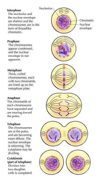 4 Phases Of Mitosis Stage Clipart - Free Clipart | Biology lessons, Study biology, Biology classroom