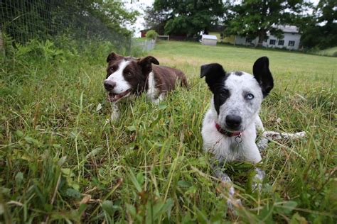 Two Herding Dogs - Bedlam Farm