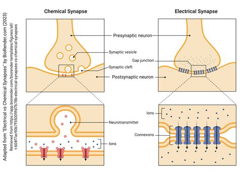 Electrical Synapses – Introduction to Neuroscience