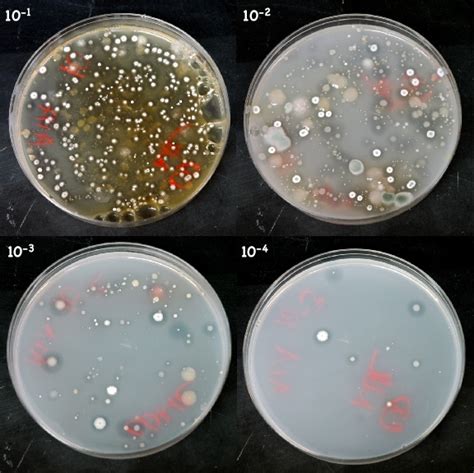 Streptomyces