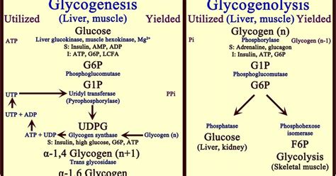 Carbohydrates, Protein & Lipid Metabolism: Glycogenolysis and Glycogenesis