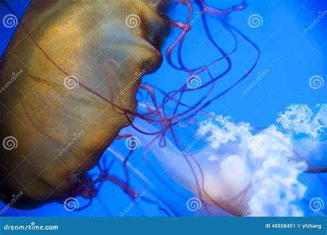 Jellyfish stock image. Image of organisms, jellyfish - 48858451